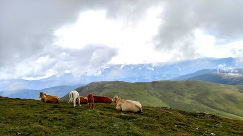 Cows grazing on grassy field