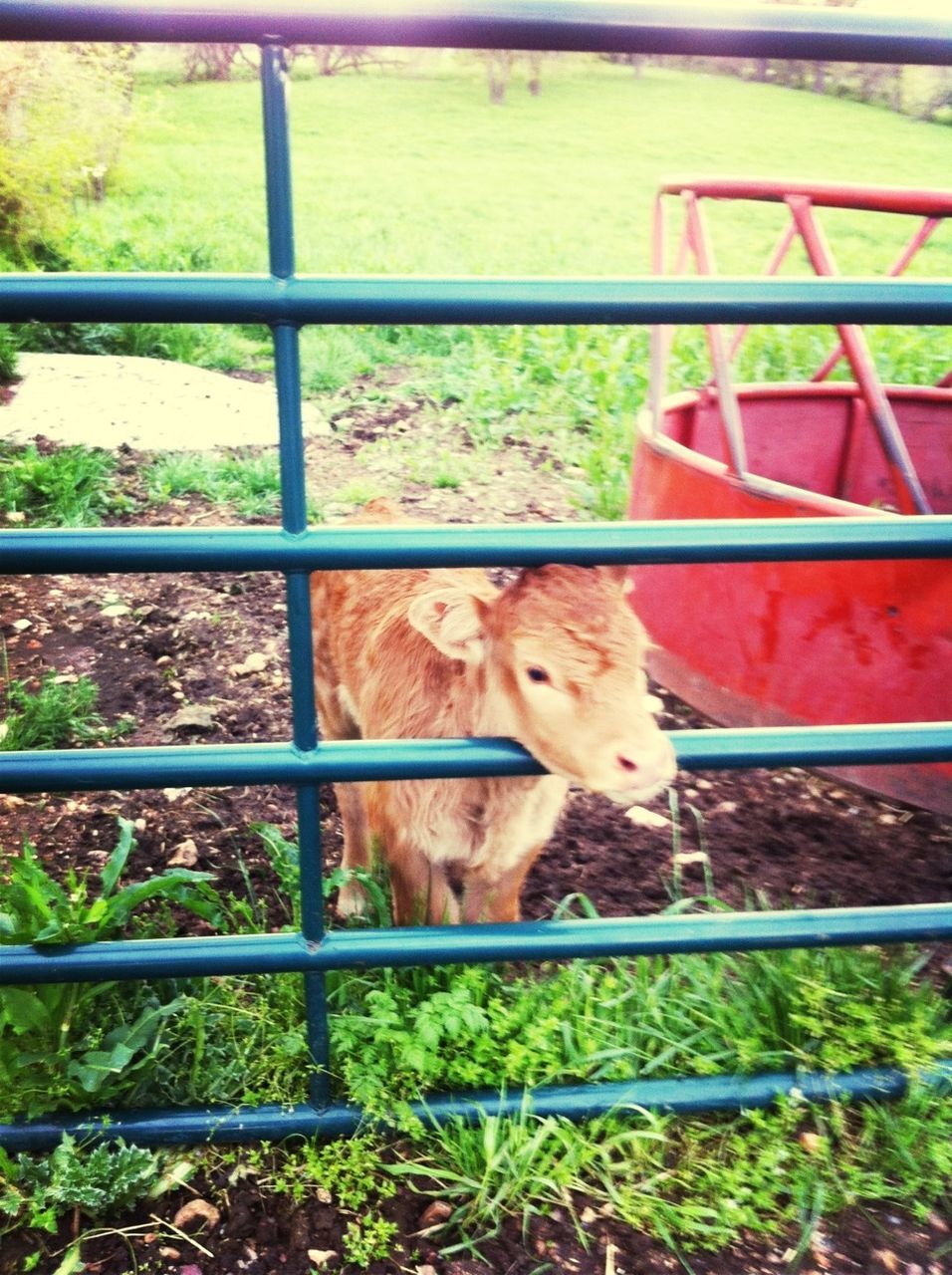 animal themes, domestic animals, mammal, one animal, pets, grass, fence, dog, chainlink fence, portrait, field, looking at camera, cute, high angle view, livestock, metal, day, plant, no people, outdoors