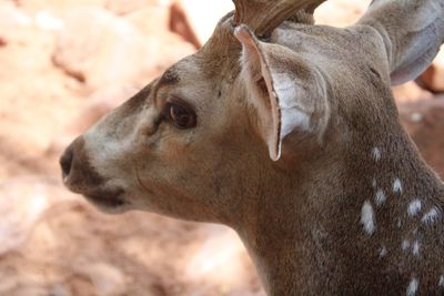 Close-up of horse