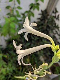 Close-up of white flower