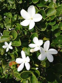 Close-up of white flowers blooming in park