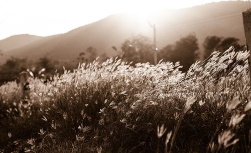 Plants on field against sky during winter