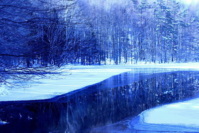 Bare trees on snow covered landscape