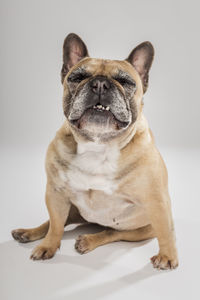 Portrait of a dog over white background