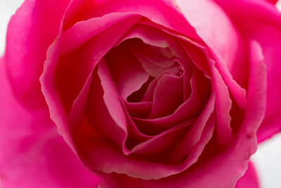 Close-up of pink rose