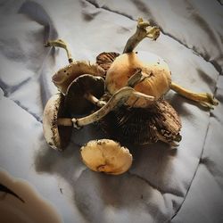 High angle view of mushrooms on table