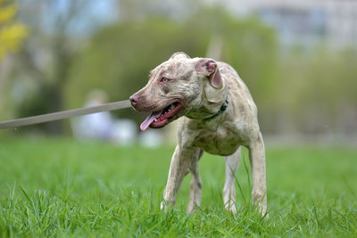 Close-up of dog running on grass