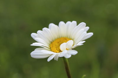 Close-up of white daisy