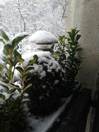 Close-up of plants during winter