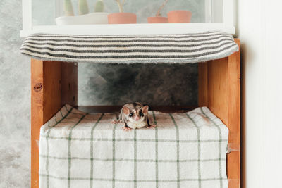 Sugar glider on the shelf.