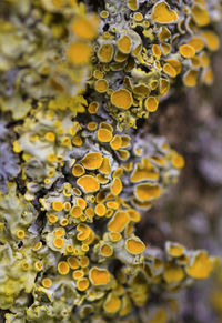 Close-up of yellow flowers