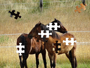 Cows standing in a field