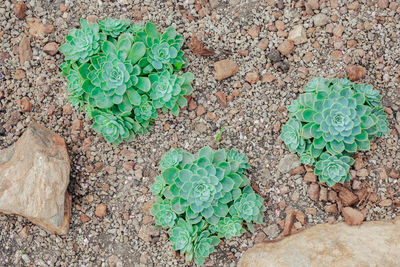 High angle view of succulent plant on rock