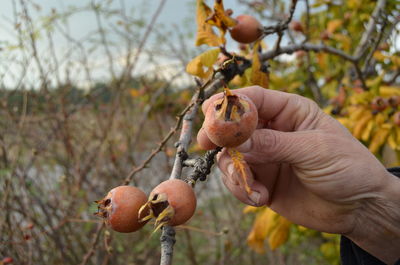 Close-up of hand holding medlar fruit