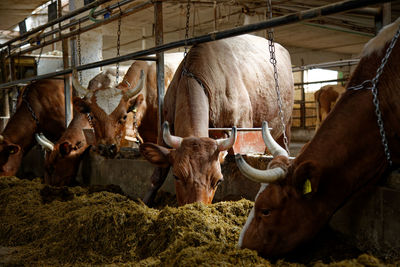 Close-up of a cow 