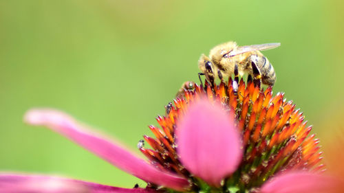 Close-up of bee on flower