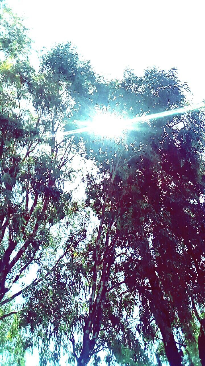 nature, tree, growth, sky, low angle view, no people, outdoors, beauty in nature, day, freshness, close-up