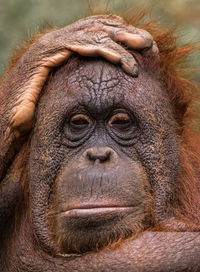 Close up borneo orangutan