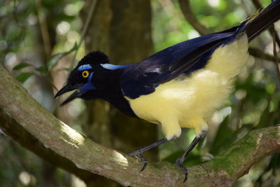 Close-up of bird perching on tree