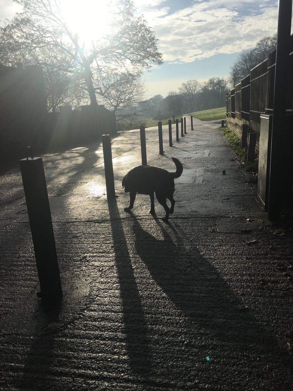 DOG ON FENCE AGAINST TREES