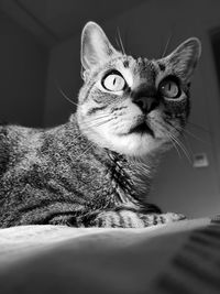 Close-up of a cat on bed