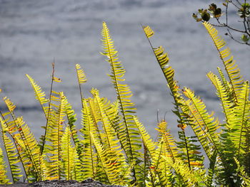 Close-up of plants against lake