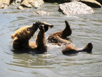 High angle view of bear playing in lake