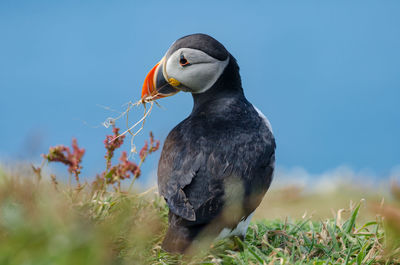 Atlantic puffin - fratercula arctica on skomer island