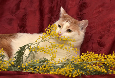 Cat looking away in a flower