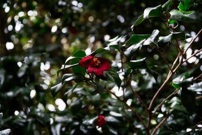 Close-up of red berries on tree