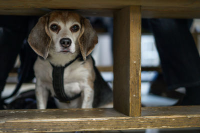 Portrait of dog under table