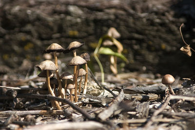 Close-up of mushroom growing on field