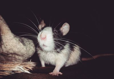 Close-up of guinea pig