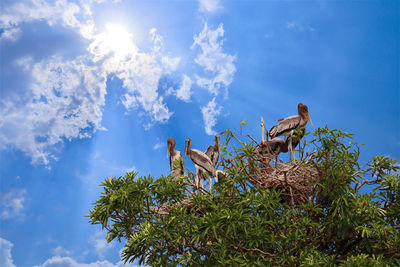 Low angle view of birds on tree against sky