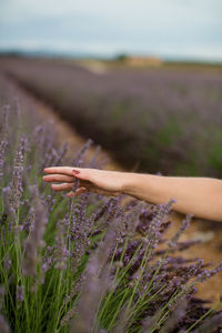 Close-up of hand on purple flowering plants on land