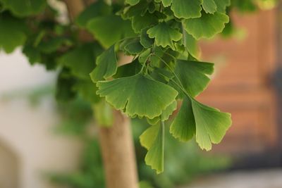 Close-up of fresh green leaves