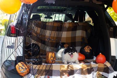 Cute funny pet dog sitting car trunk decorated for halloween. autumn holidays. pomeranian toy spitz