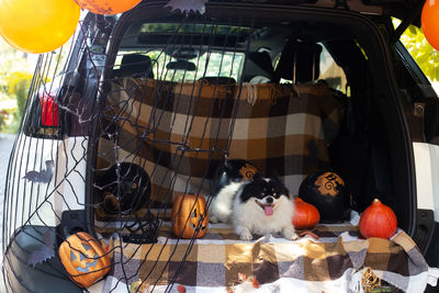 Cat sitting in a car