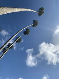 Low angle view of coconut palm tree against blue sky