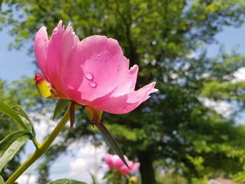 Close-up of pink rose flower