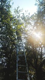 Low angle view of trees against sky