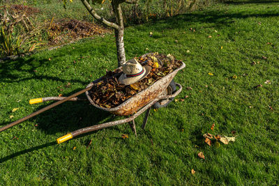 Wheelbarrow full of dry leaves and a straw hat on green grass field