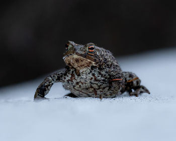 Close-up of frog on snow