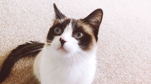 Close-up portrait of cat at home