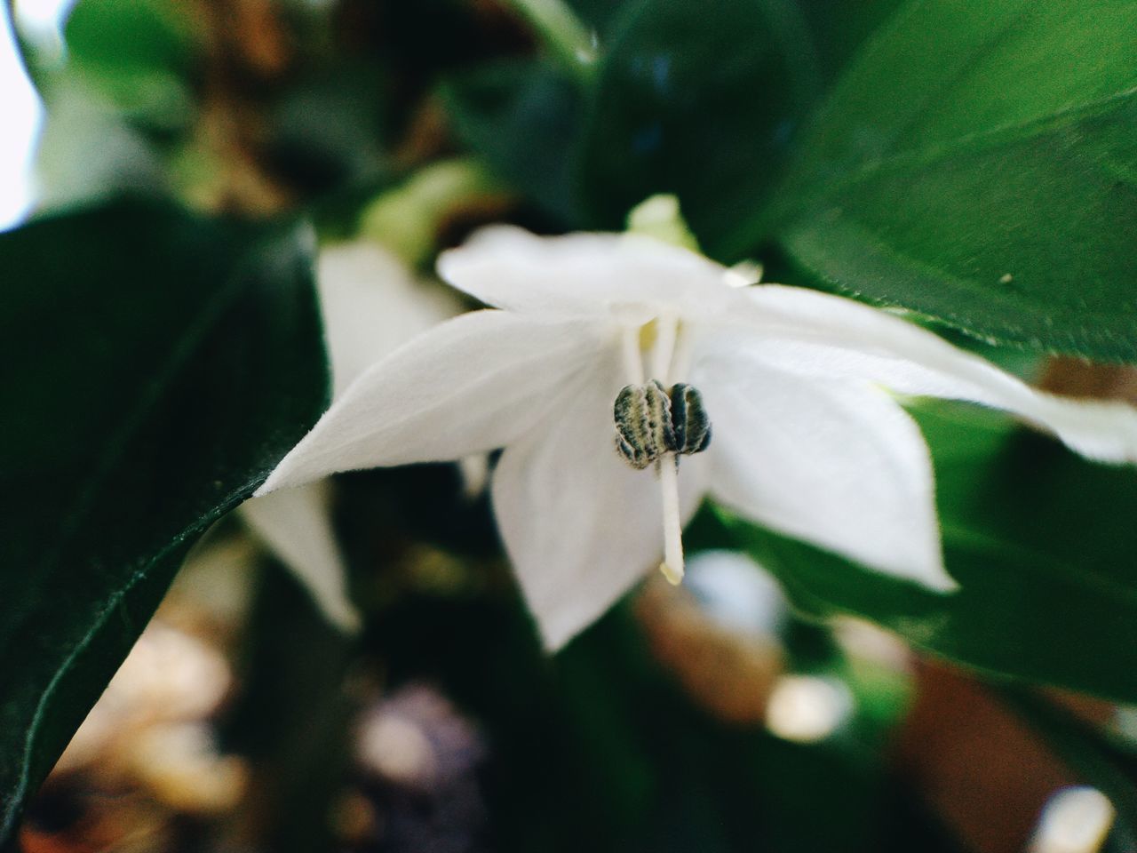 flowering plant, plant, flower, growth, vulnerability, fragility, beauty in nature, petal, freshness, close-up, invertebrate, plant part, leaf, flower head, insect, white color, no people, nature, animals in the wild, inflorescence, pollen, outdoors, pollination