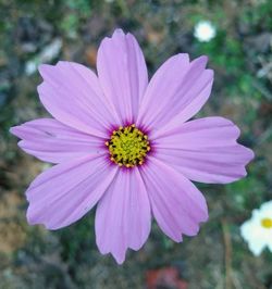 Close-up of pink flower blooming outdoors