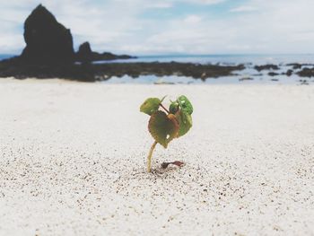 Close-up of crab on beach against sky