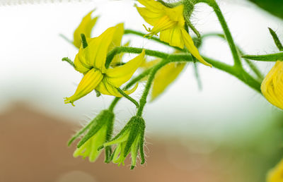 Close-up of yellow flowering plant