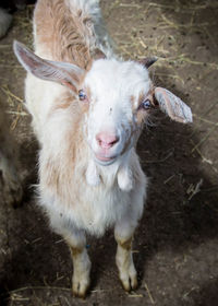 Portrait of sheep standing outdoors