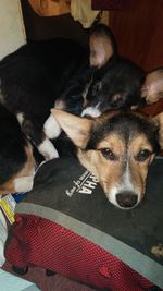 High angle view of dog relaxing at home